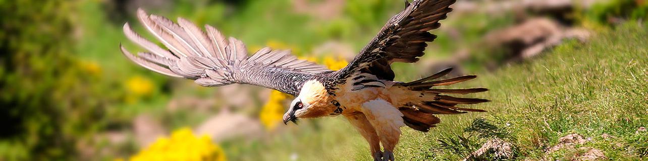 A los Pirineos para ver el viaje de las aves A los Pirineos para ver el viaje de las aves