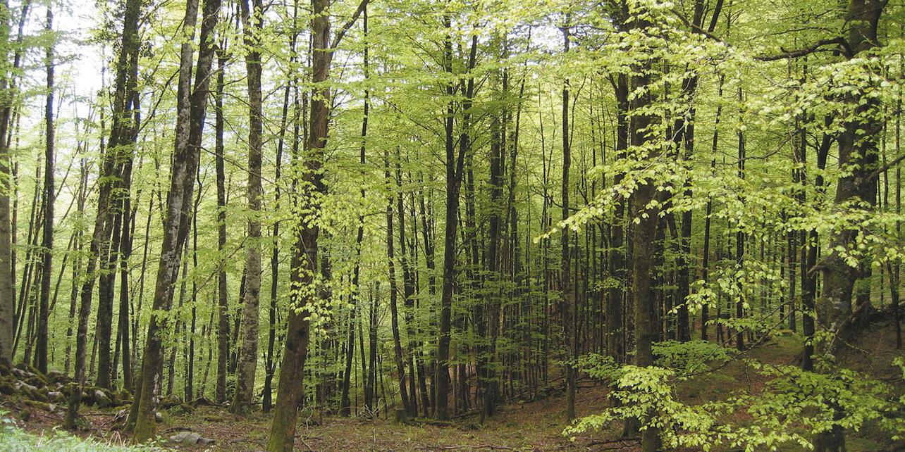 Selva de Irati Selva de Irati