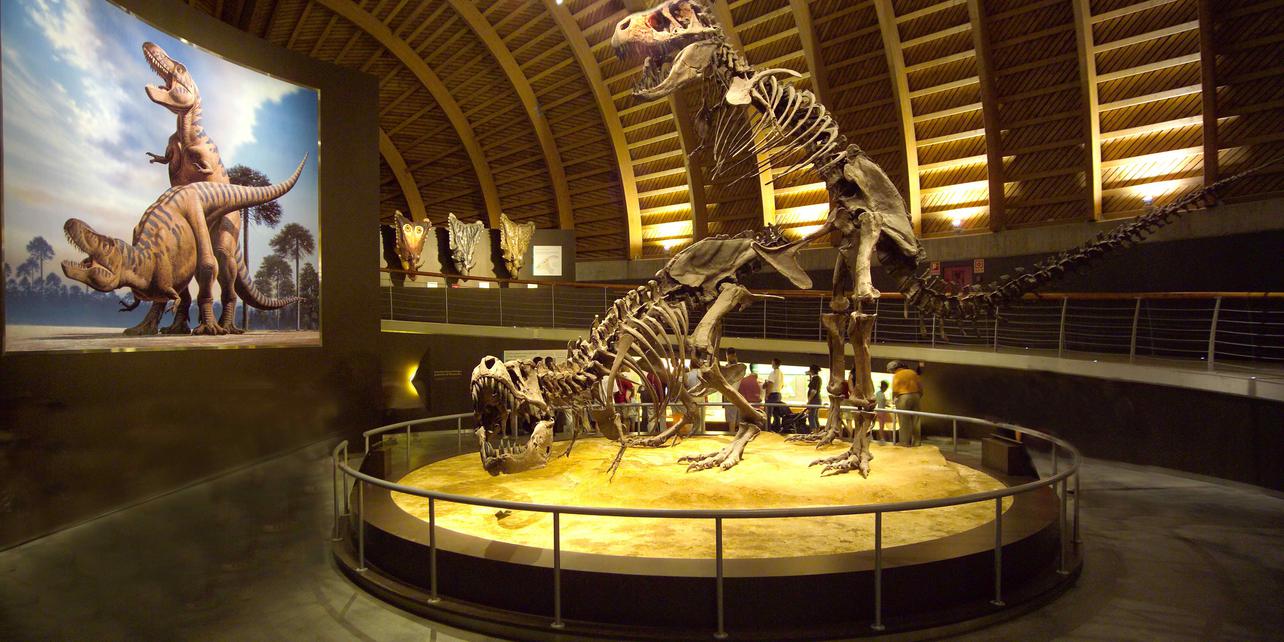 Museo del Jurásico de Asturias Museo del Jurásico de Asturias