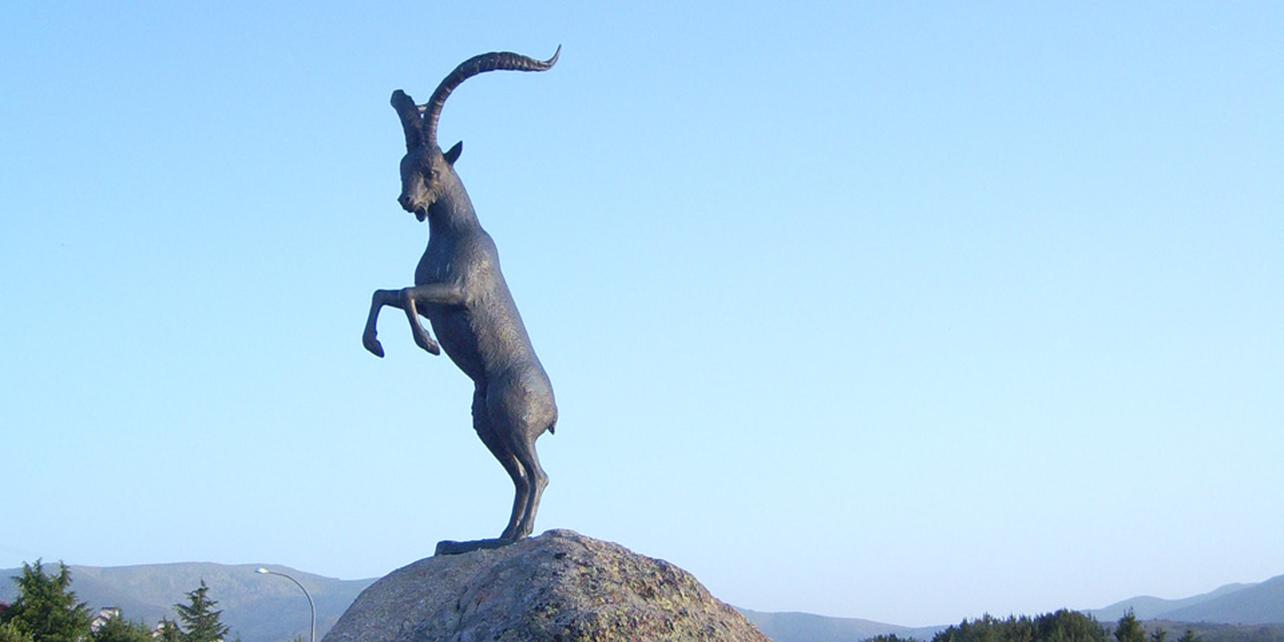 Cabra Montés Cabra Montés