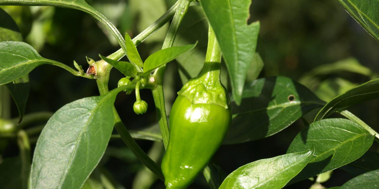 Pimientos de Herbón Pimientos de Herbón