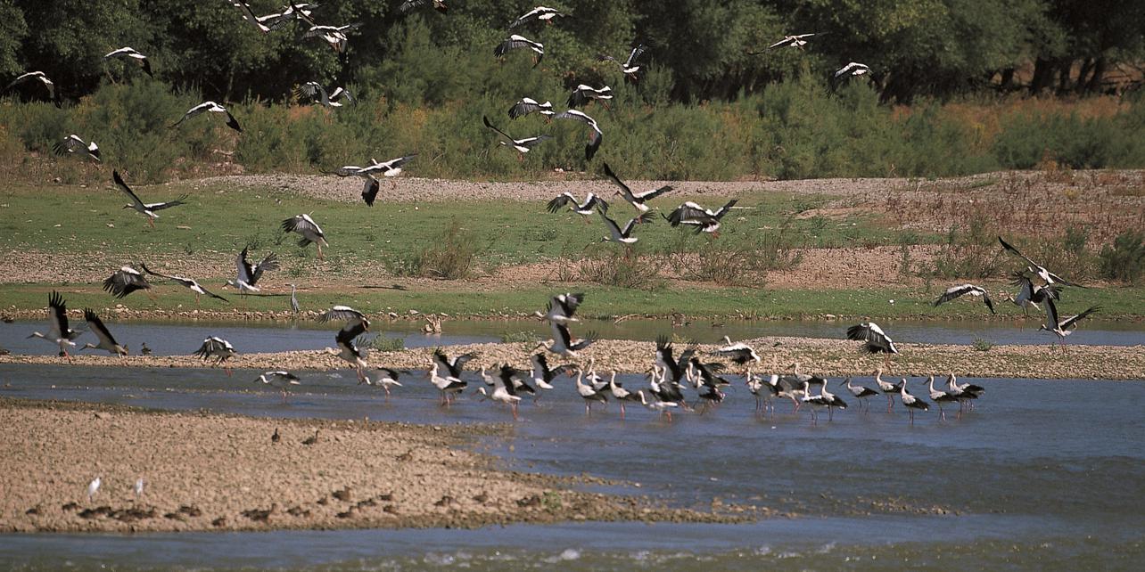 Reserva Natural Los Sotos del Ebro Reserva Natural Los Sotos del Ebro