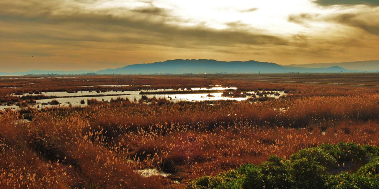 Parque Natural del Delta del Ebro Parque Natural del Delta del Ebro