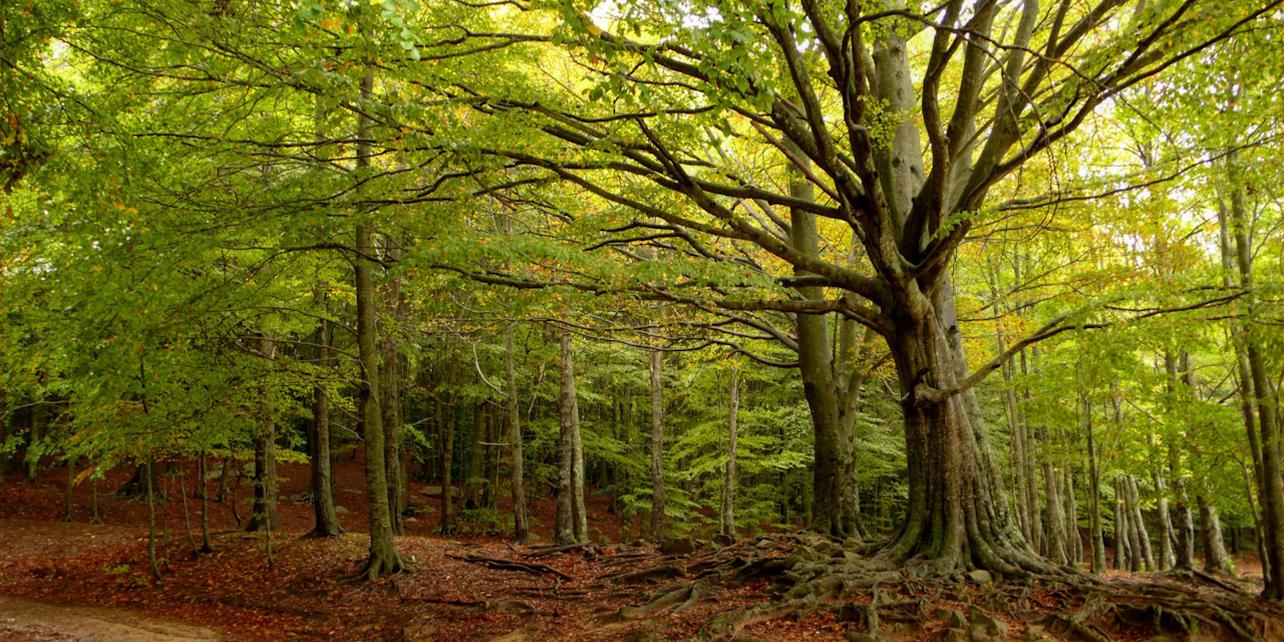 Parque Natural del Montseny Parque Natural del Montseny