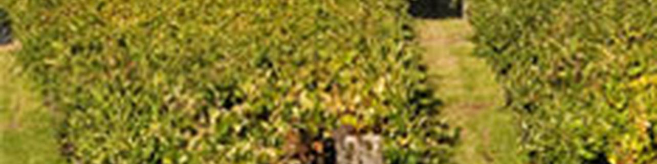 Bodegas La Cana Bodegas La Cana