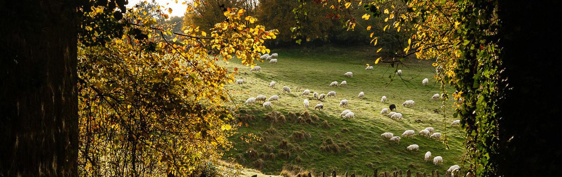 Lekunberri Guía Repsol
