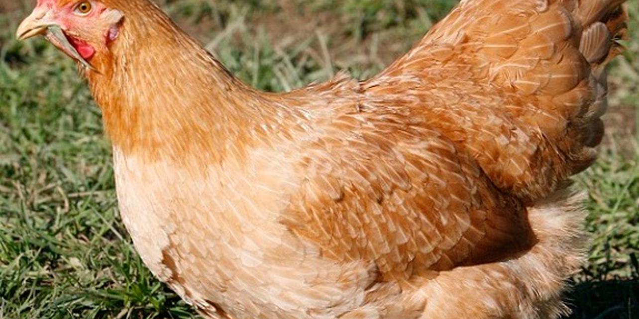 Pechuga de rubia alavesa Pechuga de rubia alavesa