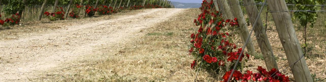 Bodegas Licinia S.L. Bodegas Licinia S.L.