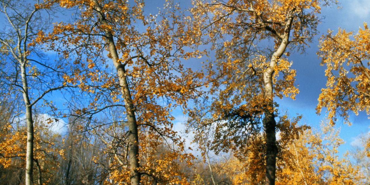 Parque de la Arboleda y el Duero Parque de la Arboleda y el Duero