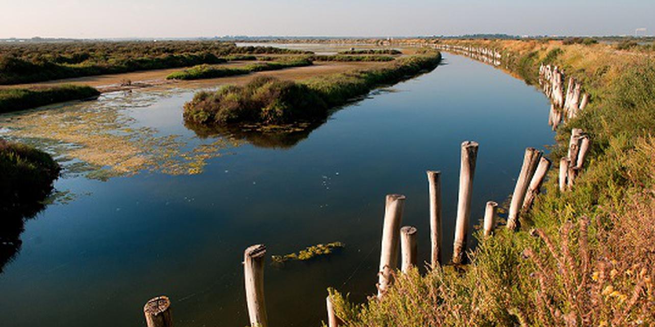 Parque Natural de la Marisma de los Toruños y Pinar de la Algaida Parque Natural de la Marisma de los Toruños y Pinar de la Algaida