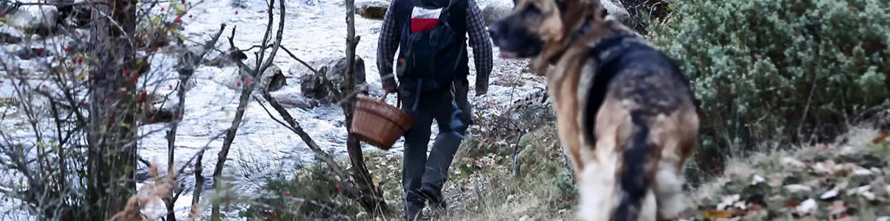 Nos vamos a recoger setas Nos vamos a recoger setas