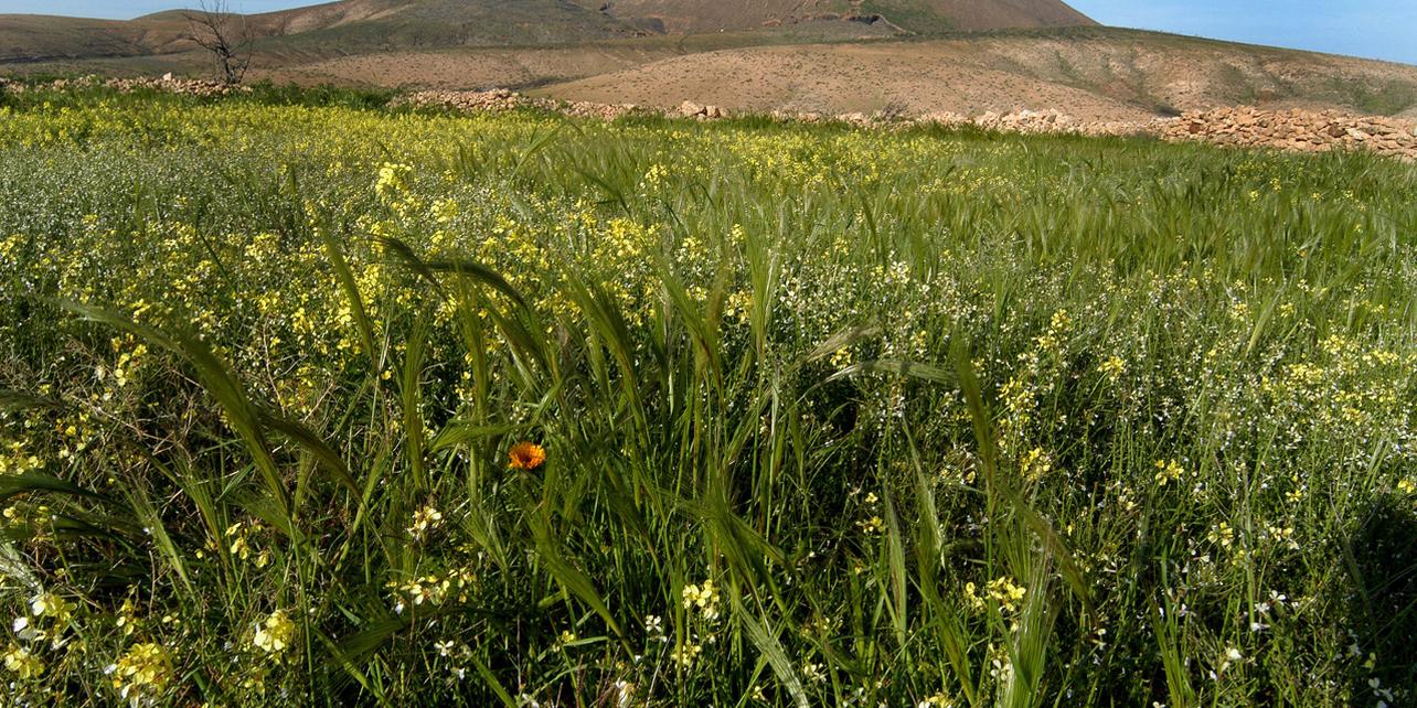 Malpaís Grande y caldera Gairía Malpaís Grande y caldera Gairía