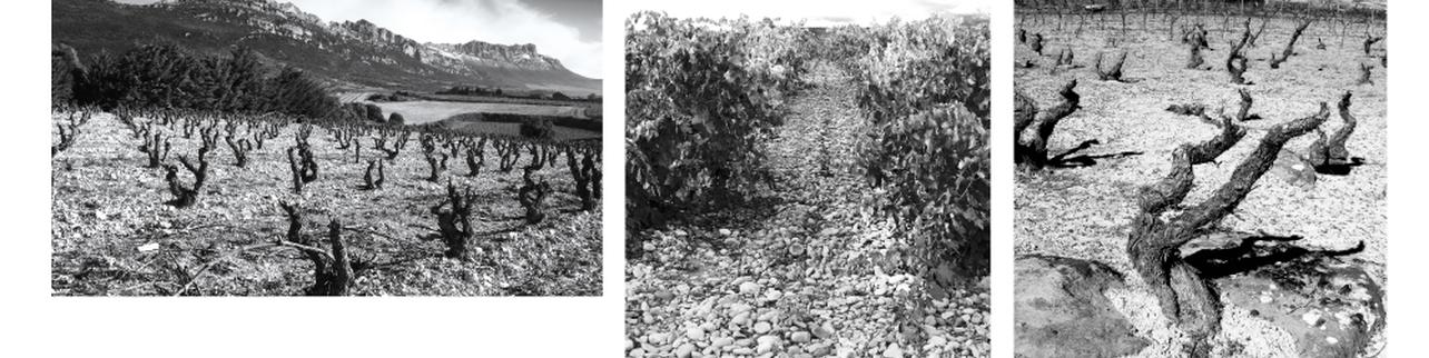 Artuke Bodegas y Viñedos Artuke Bodegas y Viñedos