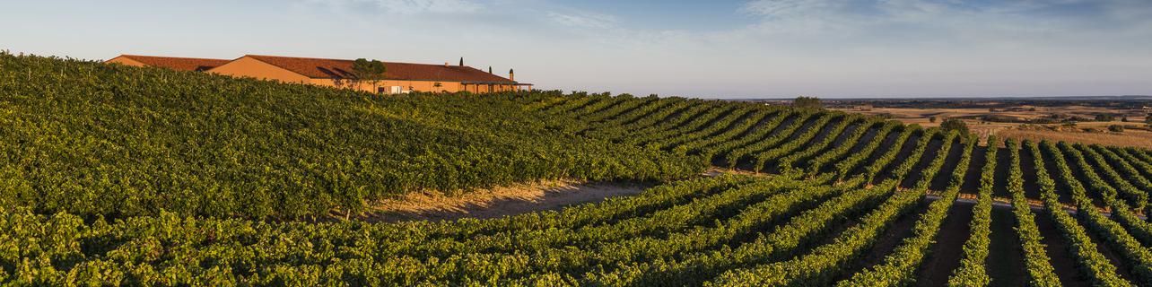 Bodegas y Viñedos Viña Magna Bodegas y Viñedos Viña Magna