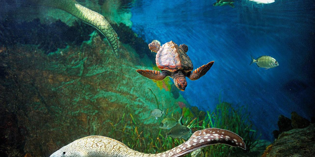 Acuario Acuario