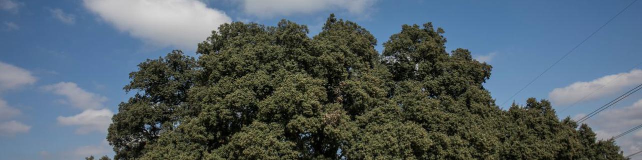 Acércate a saludar a la encina de 500 años Acércate a saludar a la encina de 500 años