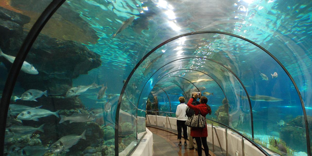 Aquarium de Lanzarote Aquarium de Lanzarote
