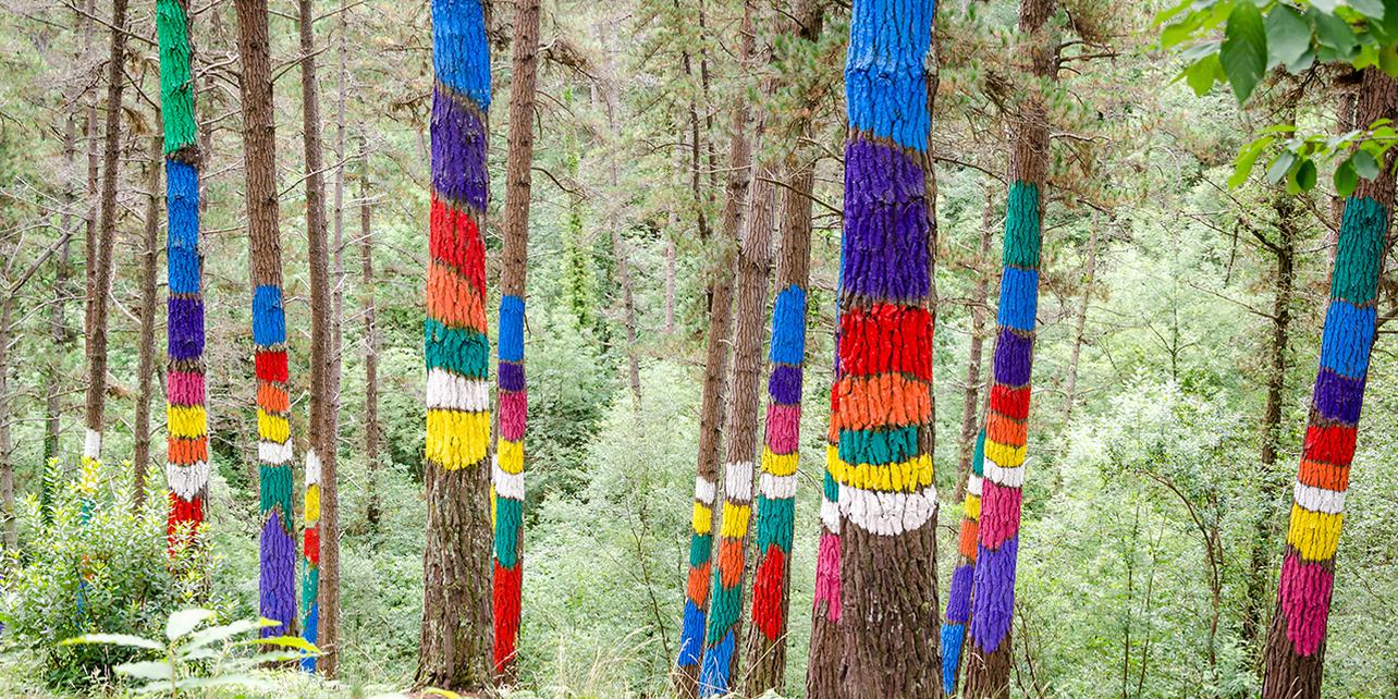 Bosque de Oma Bosque de Oma