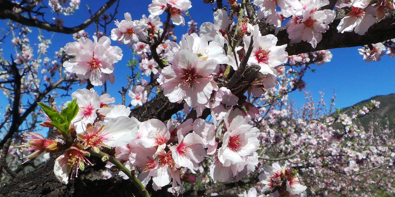 Almendro en flor Almendro en flor