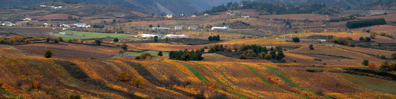 Bodegas Peique Bodegas Peique