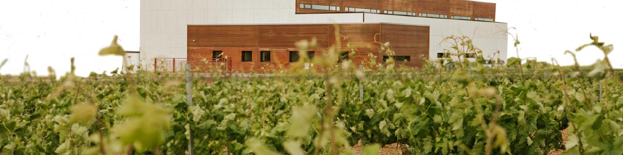 Bodega Salvueros Bodega Salvueros