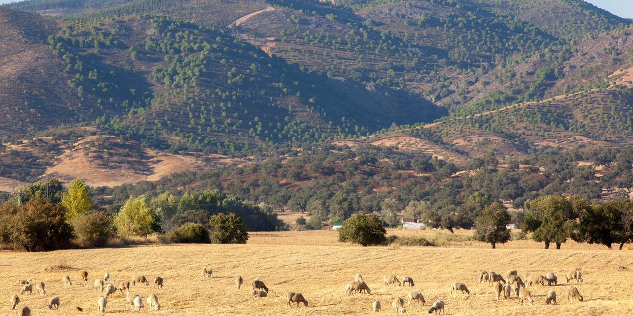 Paraje Natural de las Peñas de Aroche Paraje Natural de las Peñas de Aroche
