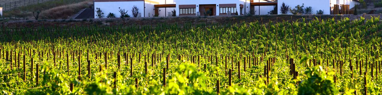 Bodegas Vetus Bodegas Vetus