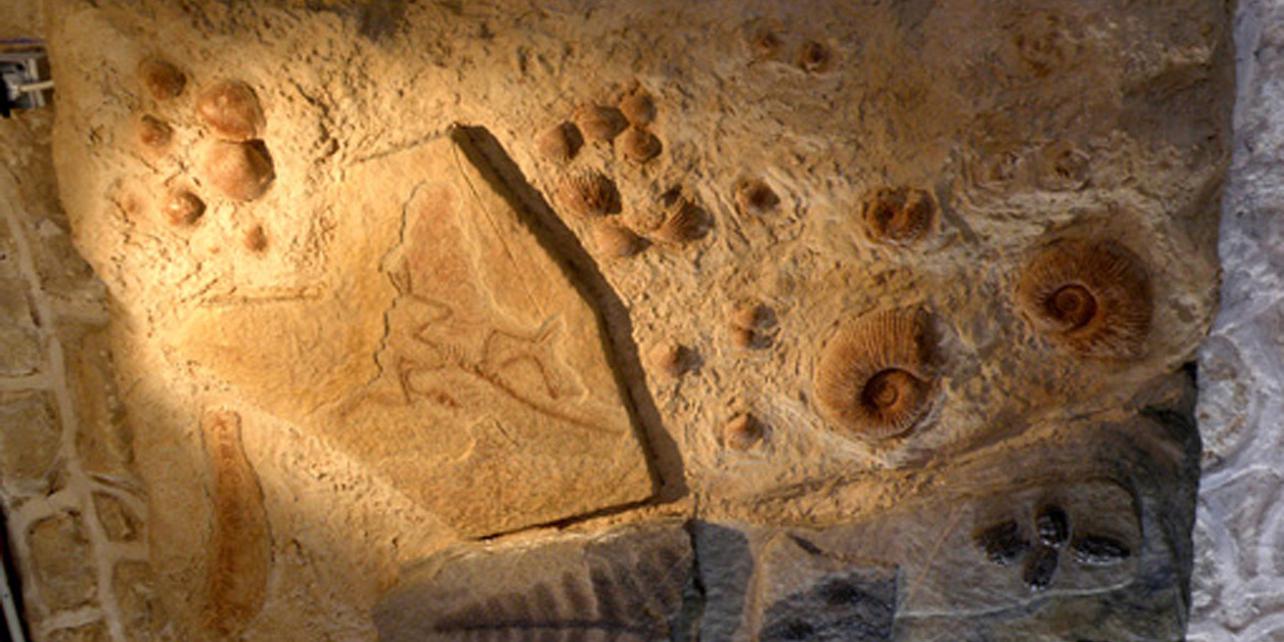 Museo-Aula Geológica Museo-Aula Geológica
