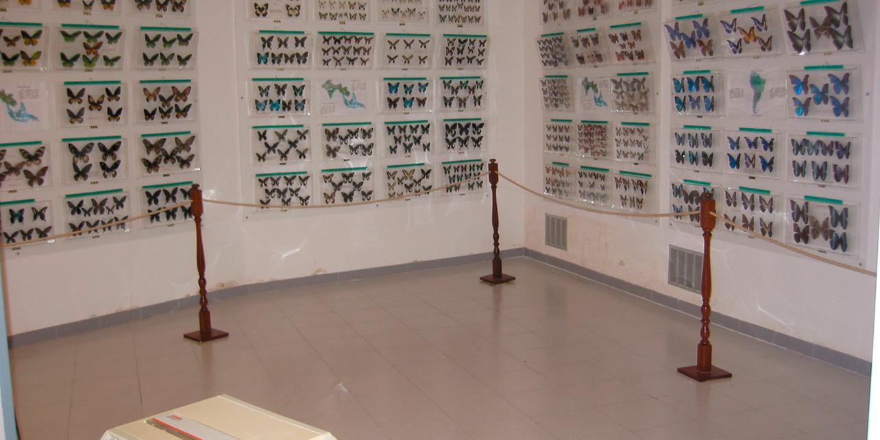 Museo de las mariposas Museo de las mariposas