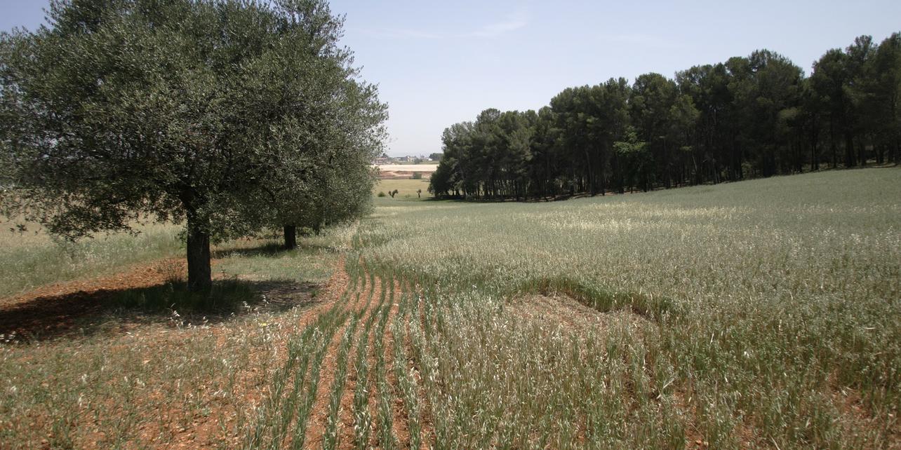 Parque agrario de Sabadell Parque agrario de Sabadell