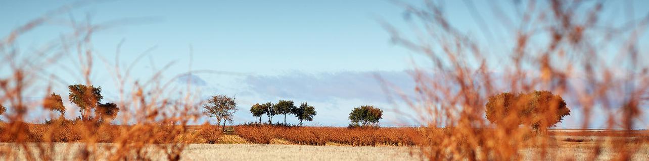 Bodegas y Viñedos Pintia S.A. (Grupo Vega Sicilia) Bodegas y Viñedos Pintia S.A. (Grupo Vega Sicilia)