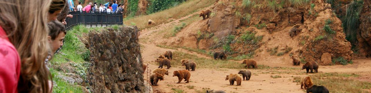 Osos a un palmo de distancia Osos a un palmo de distancia
