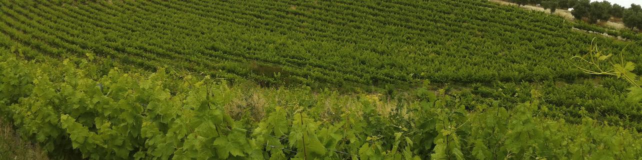 Bodegas Robles S.A. Bodegas Robles S.A.