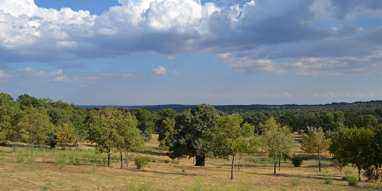 Bosque de La Herrería Bosque de La Herrería