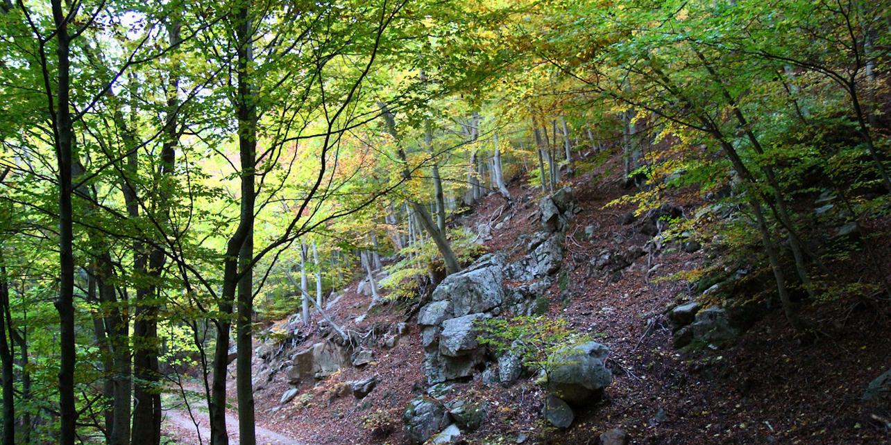 Parque Natural del Montseny Parque Natural del Montseny