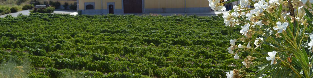 Bodegas Señorío de Nazarí S.L (Bodegas Muñana) Bodegas Señorío de Nazarí S.L (Bodegas Muñana)