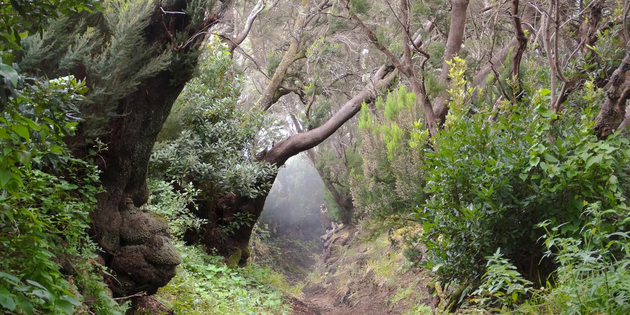 Parque Natural de Cumbre Vieja Parque Natural de Cumbre Vieja