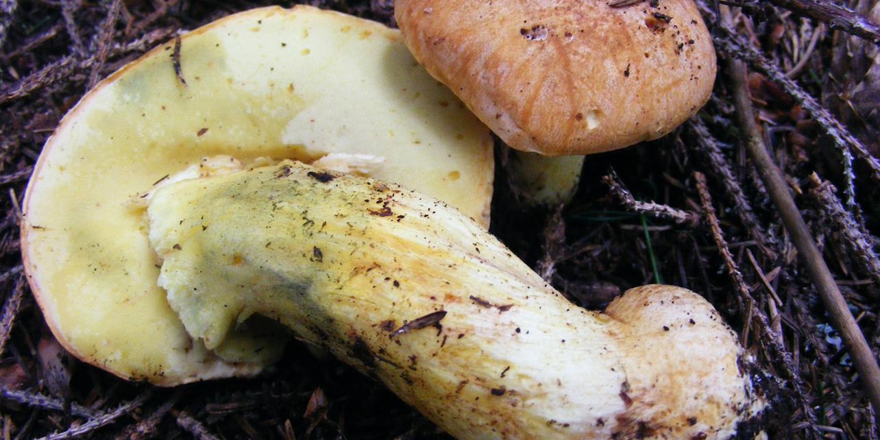 Boletus regius Boletus regius