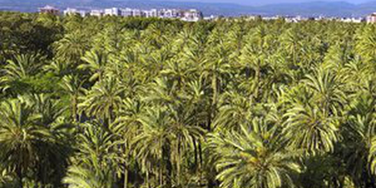 Palmeral de Elche Palmeral de Elche