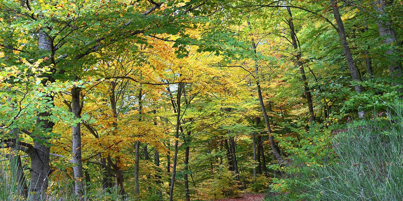 Parque Natural del Montseny Parque Natural del Montseny