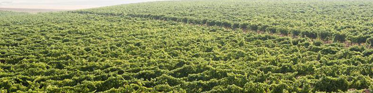 BODEGA VERACRUZ, S.L. BODEGA VERACRUZ, S.L.