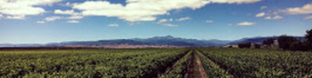 Bodegas La Emperatriz Bodegas La Emperatriz