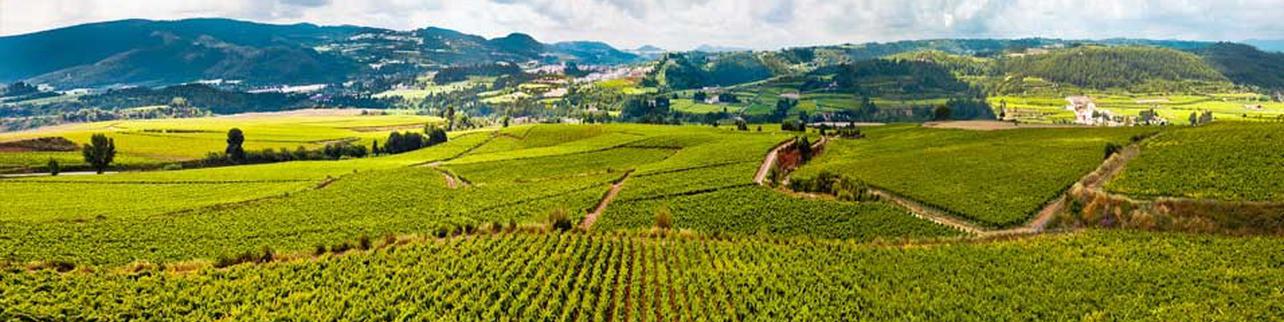 Bodegues Sumarroca Bodegues Sumarroca