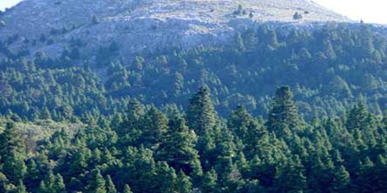Parque Natural Sierra de las Nieves Parque Natural Sierra de las Nieves