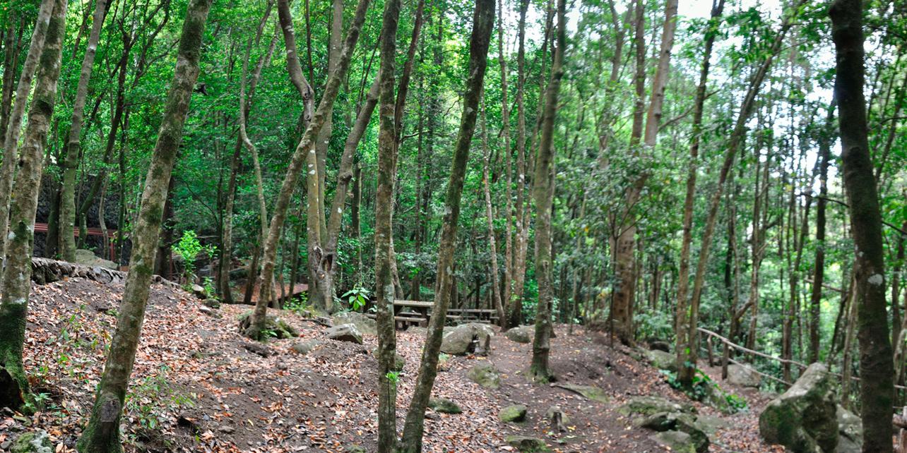 Bosque de Los Tilos Bosque de Los Tilos