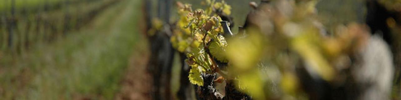 Bodegas Félix Callejo Bodegas Félix Callejo