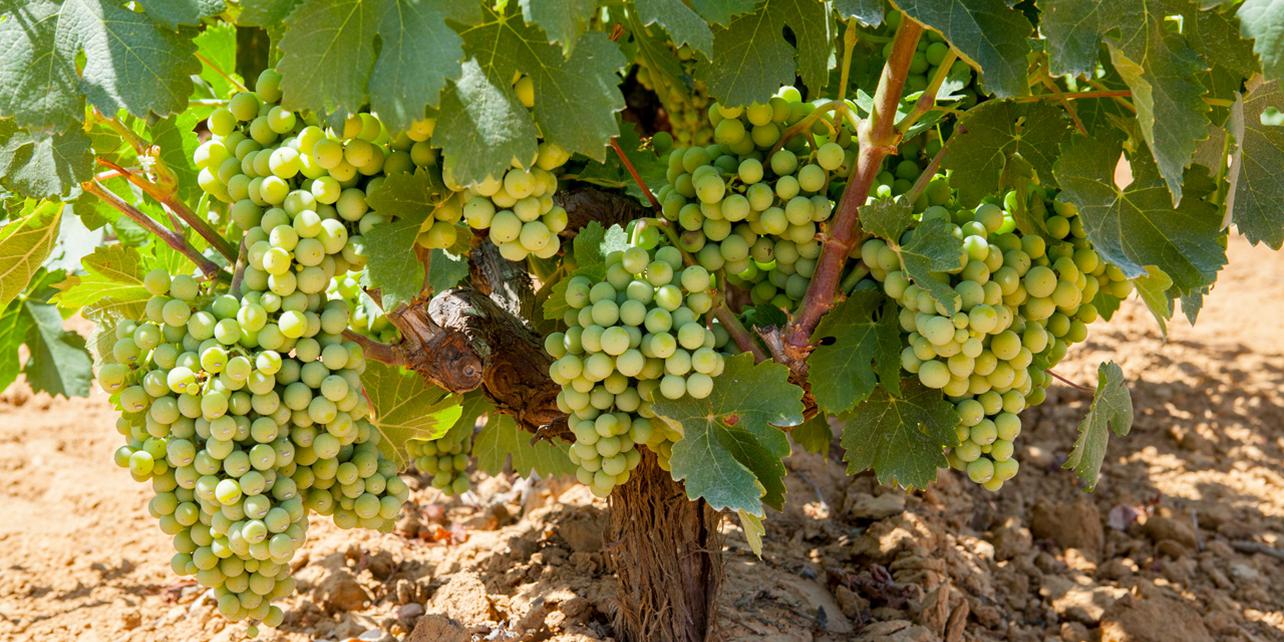 Bodegas Andrade Bodegas Andrade