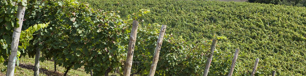 Bodega Gorka Izagirre Bodega Gorka Izagirre