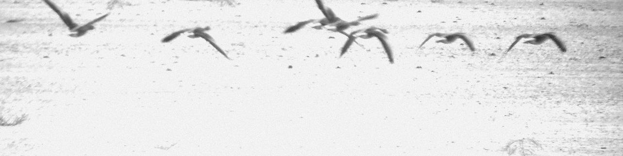 Observación aves en las Lagunas de Villafáfila en Zamora Observación aves en las Lagunas de Villafáfila en Zamora