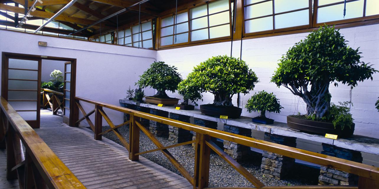 Museo del Bonsái Museo del Bonsái